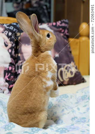 Back view of a standing rabbit Back view of a standing rabbit 72063491