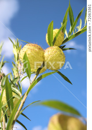 Fusenia towata Fusenia towata 72063861