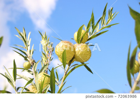 Fusenia towata Fusenia towata 72063986