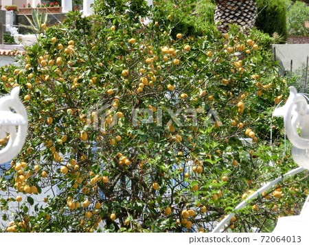 Lemons trees on Capri Island Lemons trees on Capri Island 72064013