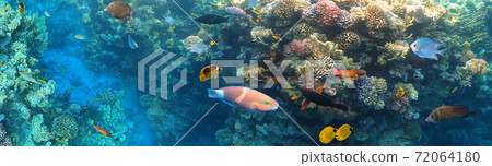 Underwater Colorful Tropical Fishes. 72064180
