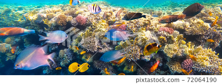 Underwater Colorful Tropical Fishes. Underwater Colorful Tropical Fishes. 72064190
