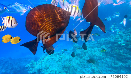 Underwater Colorful Tropical Fishes. 72064192