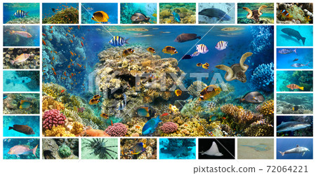 collage of underwater images. Collection of tropical fishes collage of underwater images. Collection of tropical fishes 72064221