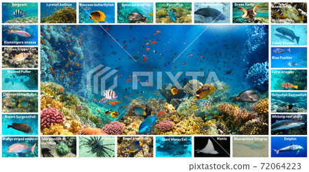collage of underwater images. Collection of tropical fishes collage of underwater images. Collection of tropical fishes 72064223