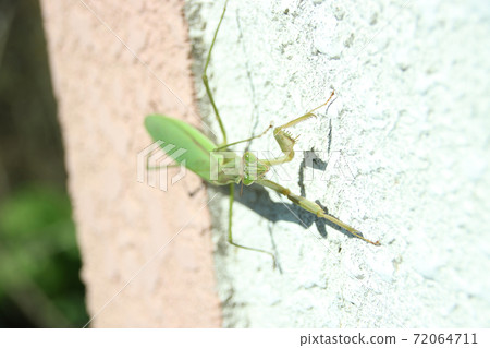 Mantis Mantis 72064711