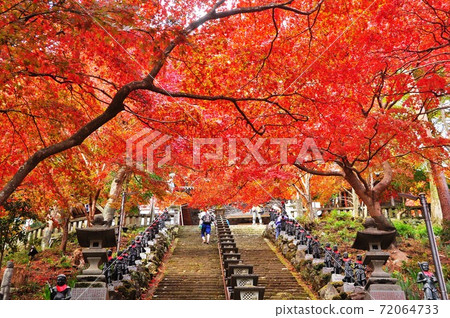 Bright autumn leaves on the stone steps approach to the main hall of Oyamadera in Isehara City Bright autumn leaves on the stone steps approach to the main hall of Oyamadera in Isehara City 72064733