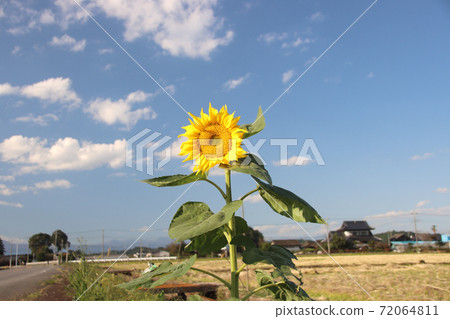 One sunflower 72064811