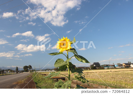 One sunflower One sunflower 72064812