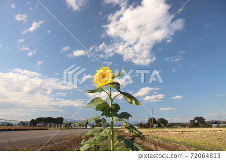 One sunflower One sunflower 72064813