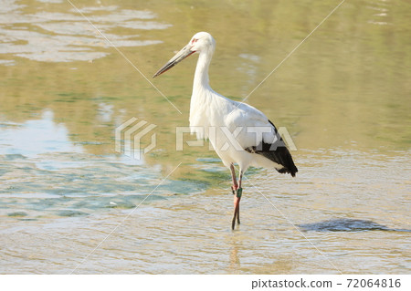 Stork 2020 Stork 2020 72064816