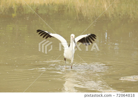 Stork 2020 Stork 2020 72064818