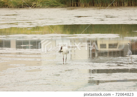 Stork 2020 Stork 2020 72064823