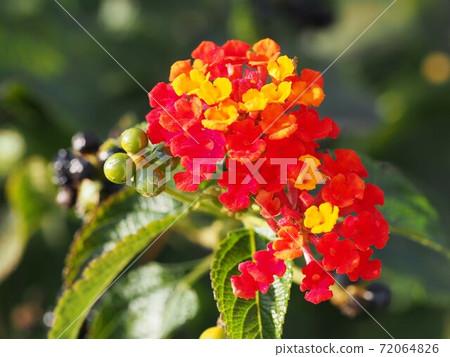 Red and yellow lantana flowers and fruits Red and yellow lantana flowers and fruits 72064826
