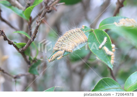 Larva of the tea tussock moth 72064978