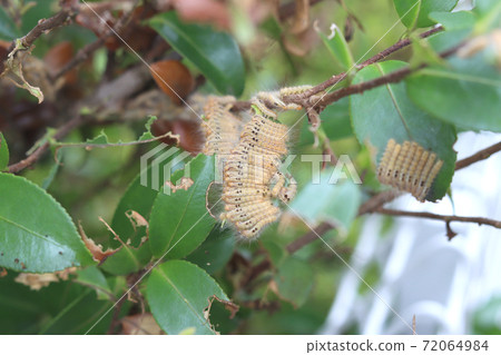 Larva of the tea tussock moth Larva of the tea tussock moth 72064984