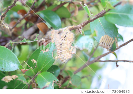 Larva of the tea tussock moth 72064985