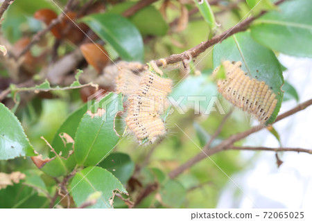 Larva of the tea tussock moth Larva of the tea tussock moth 72065025