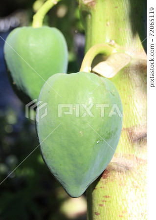 To木縣毛卡市青木瓜 72065119