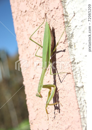 Mantis Mantis 72065209