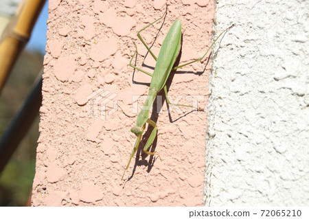 Mantis Mantis 72065210