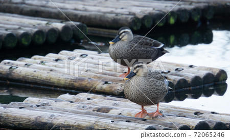 水邊鴨 72065246