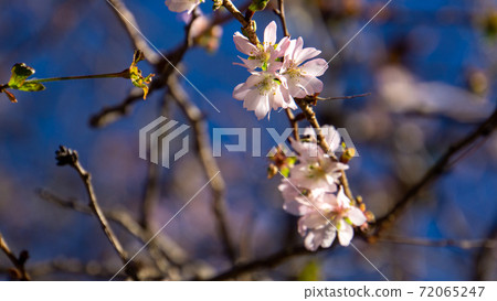 野田市櫻木神社的十月櫻花 72065247