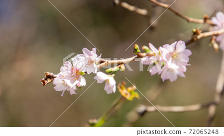 野田市櫻木神社的十月櫻花 72065248