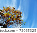 Blue sky and tree 72065325