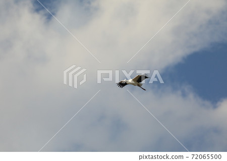 Stork @ 2020 Stork @ 2020 72065500