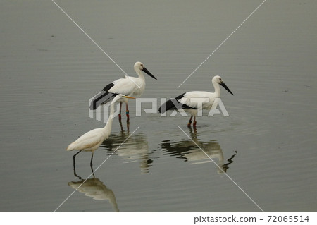 Stork @ 2020 72065514