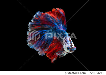 Art movement of Betta fish isolated on black background 72065699