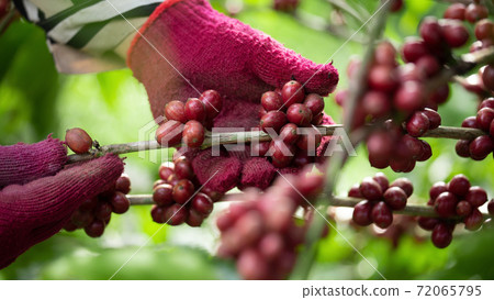 Close-up arabica coffee berries with agriculturist hands Close-up arabica coffee berries with agriculturist hands 72065795