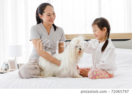 Asian mother and daughter sitting on bed and brushing Maltese fur. Concept family with dog at home. Asian mother and daughter sitting on bed and brushing Maltese fur. Concept family with dog at home. 72065797