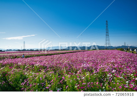 Omihachiman City Nodacho Cosmos Omihachiman City Nodacho Cosmos 72065918