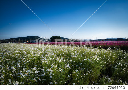Omihachiman City Nodacho Cosmos Omihachiman City Nodacho Cosmos 72065920