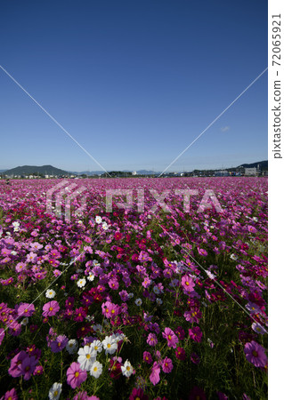 Omihachiman City Nodacho Cosmos Omihachiman City Nodacho Cosmos 72065921