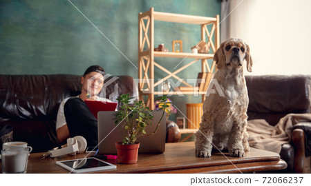 American Cocker Spaniel cream colour sitting on table at home with his owner young man, student, businessman. American Cocker Spaniel cream colour sitting on table at home with his owner young man, student, businessman. 72066237