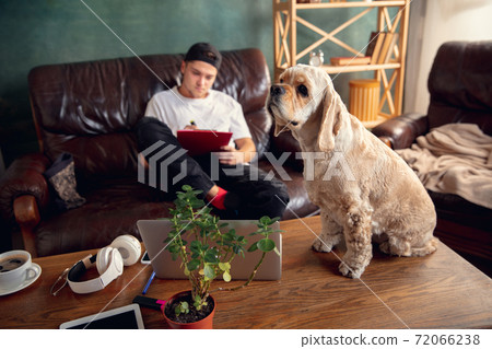 American Cocker Spaniel cream colour sitting on table at home with his owner young man, student, businessman. American Cocker Spaniel cream colour sitting on table at home with his owner young man, student, businessman. 72066238