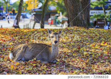 Autumn leaves and deer in Nara Park Autumn leaves and deer in Nara Park 72066810