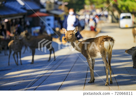 Autumn leaves and deer in Nara Park Autumn leaves and deer in Nara Park 72066811
