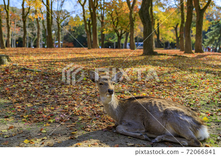 奈良公園的秋葉和鹿 72066841