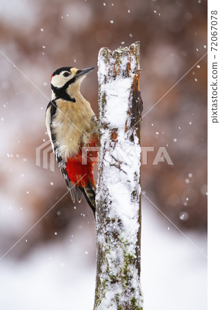 Great spotted woodpecker climbing on tree during snowing Great spotted woodpecker climbing on tree during snowing 72067078