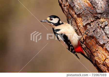 Great spotted woodpecker grasping to a diagonal tree upside down Great spotted woodpecker grasping to a diagonal tree upside down 72067089