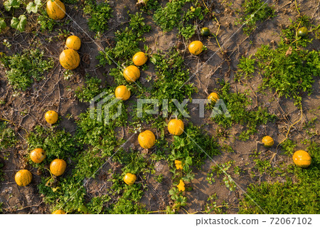 Many pumpkins growing on a field and lying on the ground from above Many pumpkins growing on a field and lying on the ground from above 72067102