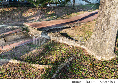 Big overgrown root from tree destroy pavement sidewalk Big overgrown root from tree destroy pavement sidewalk 72067103