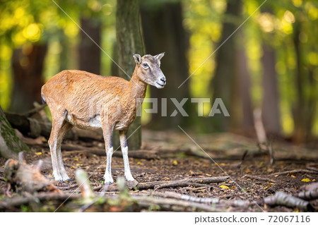 Female mouflon observing in forest in autumn nature. Female mouflon observing in forest in autumn nature. 72067116