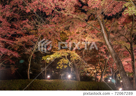 Autumn Japanese garden scenery [night view / light up] 72067289