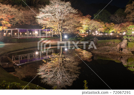 Autumn Japanese garden scenery [night view / light up] 72067291