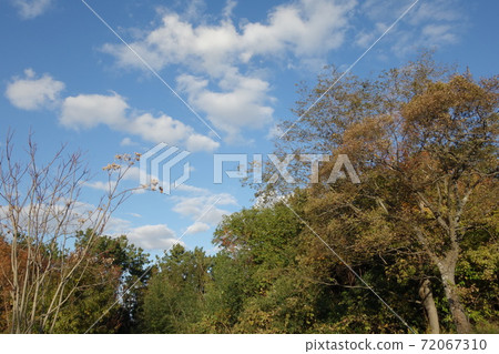藍天和樹木 藍天和樹木 72067310
